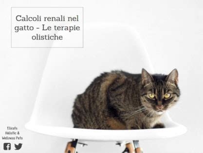 Calcoli Renali Nel Gatto Terapia Il PH Urinario Struvite Ossalati