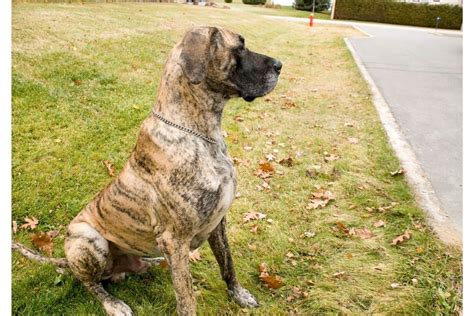 How Much Does A Brindle Great Dane Cost At Dennis Fleming Blog