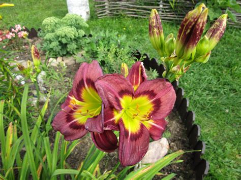 Лилейник Найт Бекон купить в питомнике с доставкой | Интернет-магазин ...