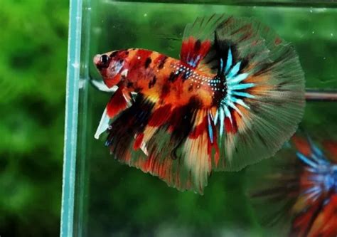 Galaxy Koi Betta Sydney Exotic Aquariums