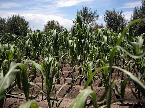 GARANTIZA GOBIERNO PROTECCIÓN A PRODUCTORES ANTE CONTINGENCIAS