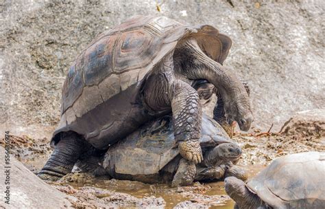 Gigantic Turtles In Seychelles Rare Endemic Species Giant Turtle