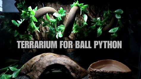 Review Kandang Ular Ball Python Terrarium Ball Python Youtube