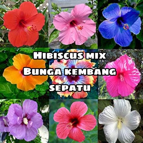 Jual Benih Biji Hibiscus Mix Rosemallow Kembang Sepatu Harvest Seed