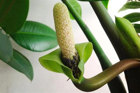 Замиокулькас Как Цветет Фотографии – Telegraph