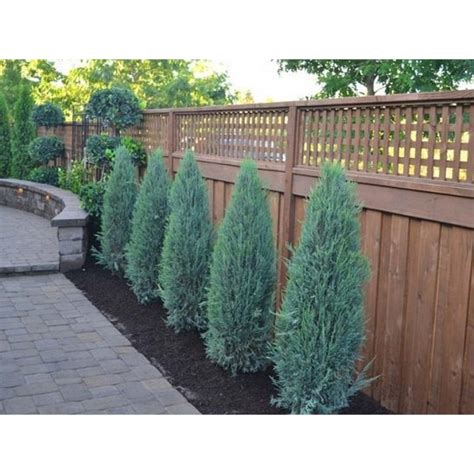 Можжевельник скальный Blue Arrow (Juniperus scopulorum) C2 — купить в ...
