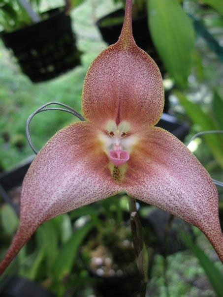 Dracula Orchid | Unusual flowers, Beautiful orchids, Amazing flowers