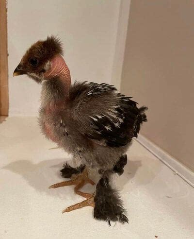 Naked Necks Sexing BackYard Chickens Learn How To Raise Chickens