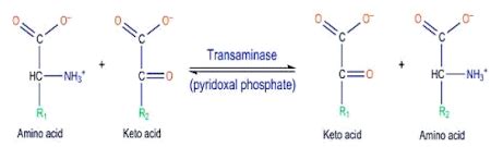 General Reactions Of Amino Acid Metabolism