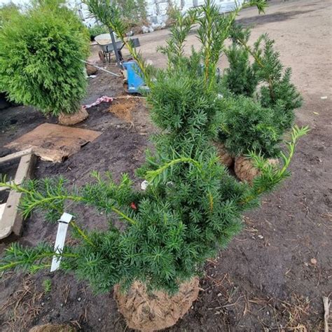 Тис средний Фармен