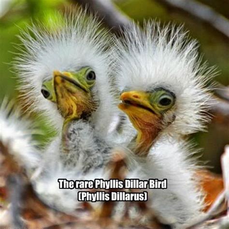 Funny Gag: Funny Bird Pictures With Captions