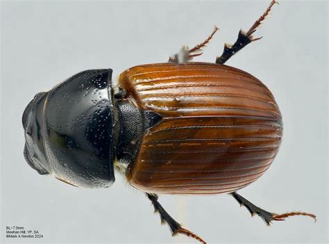 Aphodius fimetarius (Introduced) - Mark Newton