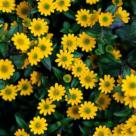 Санвиталия Ацтекенголд(Sanvitalia Aztekengold) - Питомник растений ...