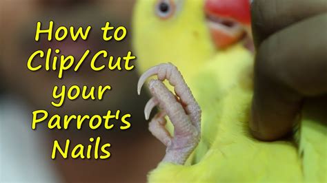 How To Clip Your Parrot S Nails Youtube