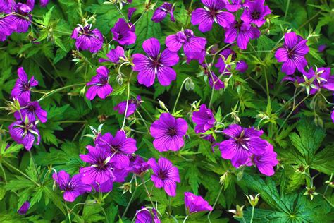 magic  spring plants