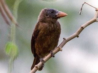 Naked Faced Barbet Ebird