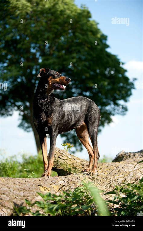 Doberman Pinscher Standing Hi Res Stock Photography And Images Alamy