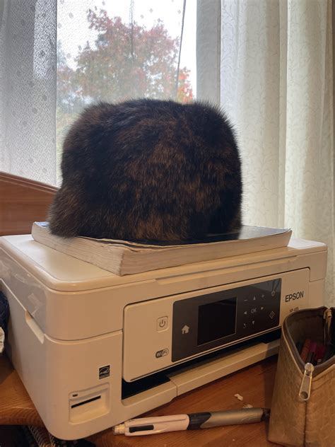 Never ever would I thought I would mistake my cat for a fur hat : r/cats