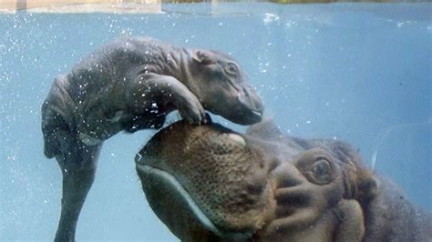 Baby Hippo Wallpapers - Top Free Baby Hippo Backgrounds - WallpaperAccess