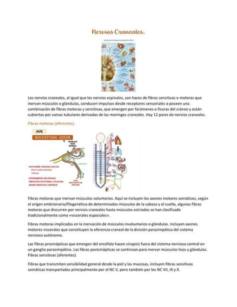 Nervios Craneales Gabriela Vallejo Carpio UDocz
