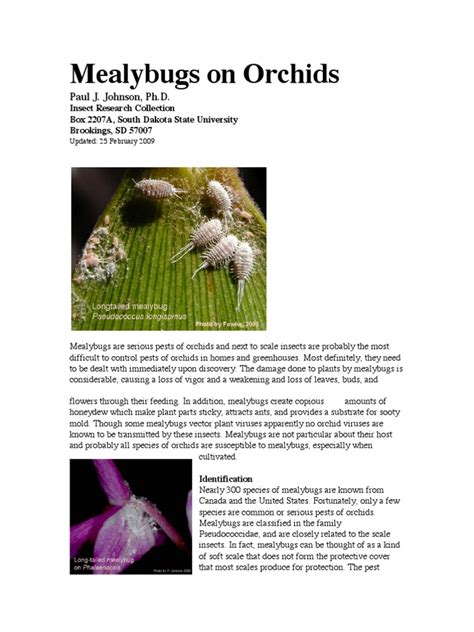 Mealybugs on Orchids | Insecticide | Biological Pest Control