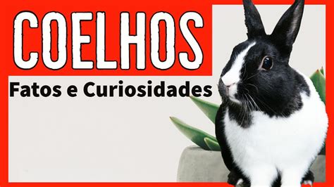 Coelhos Dicas Fatos E Curiosidades Animais De Estima O Youtube