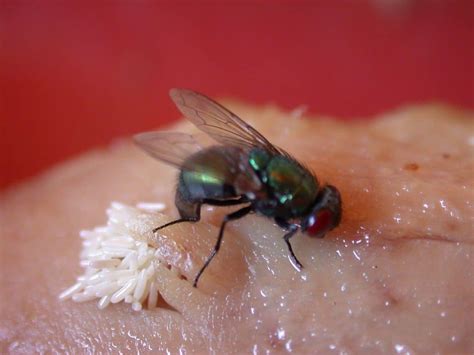 Life Cycle Of A Housefly Birth Buzz And Beyond Animal Hype