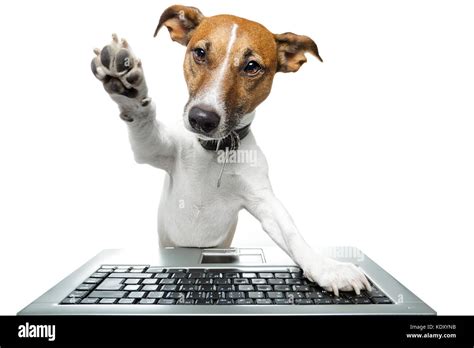 Dog Computer Pc Tablet Stock Photo Alamy