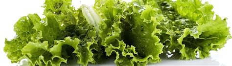 Premium Photo A Piece Of Lettuce That Is Green