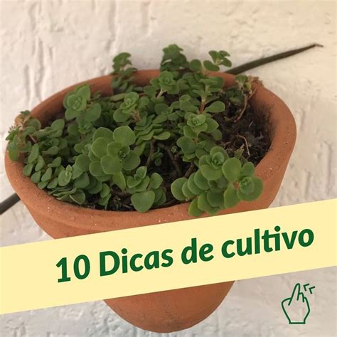 Dicas Suculentas Oficial On Instagram Separei 10 Dicas De Cultivo