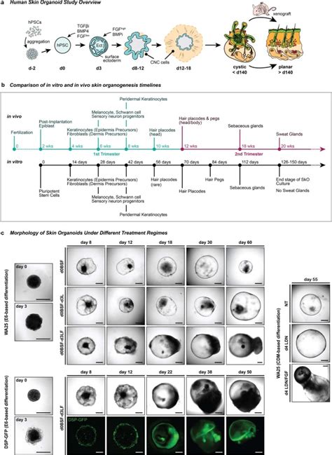 Hair Bearing Human Skin Generated Entirely From Pluripotent Stem Cells