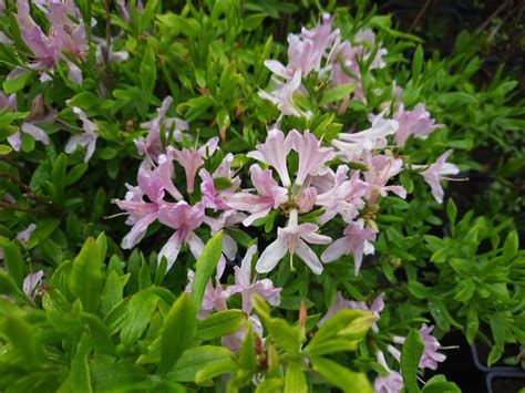 AZALIA WIELKOKWIATOWA 'WESTERN LIGHTS' | KRZEWY I SADZONKI