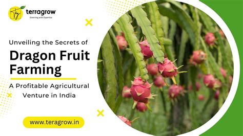 Unveiling The Secrets Of Dragon Fruit Farming A Profitable