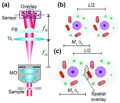 Simplified Fb Based Common Path Digital Holographic Microscopy A