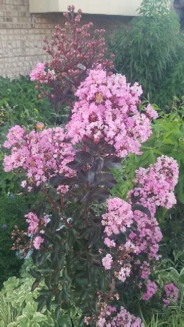 Lagerstroemia Lagerstroemia PictureThis