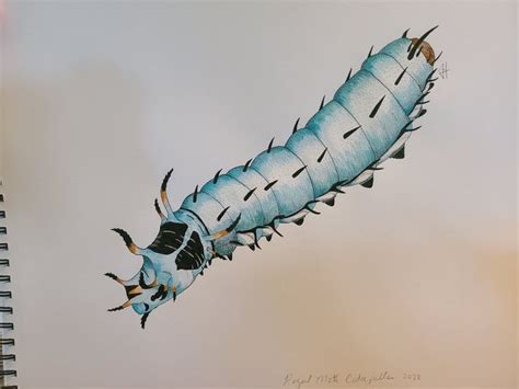 Regal Moth caterpillar in 2022 | Regal moth, Moth caterpillar, Moth