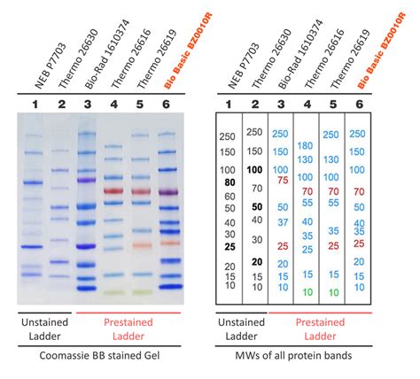 Prestained Protein Ladder Three Color 10 250kda