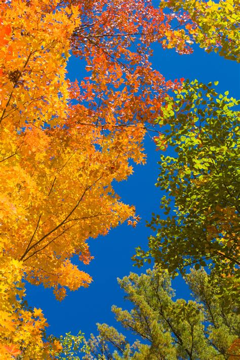 Fall Foliage And Blue Sky Free Stock Photo - Public Domain Pictures