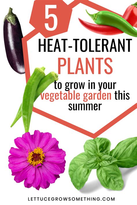 5 Heat Tolerant Plants To Grow In Your Vegetable Garden This Summer Lettuce Grow Something