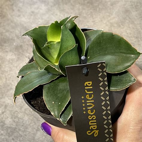 Сансевиерии