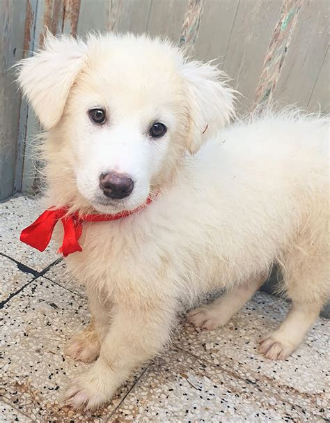 Cucciolo Meticcio In Adozione A Bologna Emilia Romagna Friuli Venezia