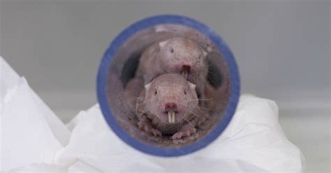 Liberty Science Center Naked Mole Rats Have Arrived At Liberty Science Center