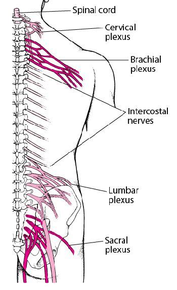 Brachial Plexus And Lumbosacral Plexus Disorders Brachial Plexus And