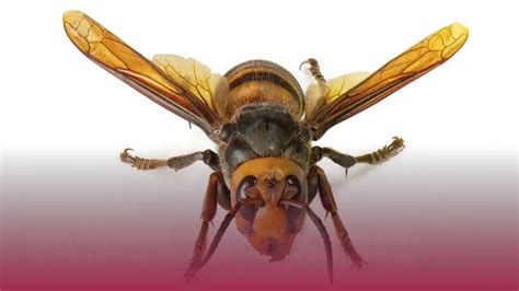 Researchers Id The Sex Pheromone Of The Asian Giant ‘murder Hornet Why That Matters Youtube