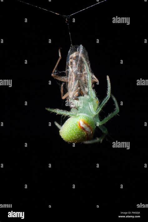 Weben Spinne Fotos Und Bildmaterial In Hoher Aufl Sung Alamy