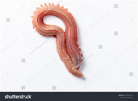 468 Clam worm Images, Stock Photos & Vectors | Shutterstock
