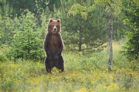 Impresionante Oso Pardo De Pie Sobre Un Claro En El Bosque En Verano