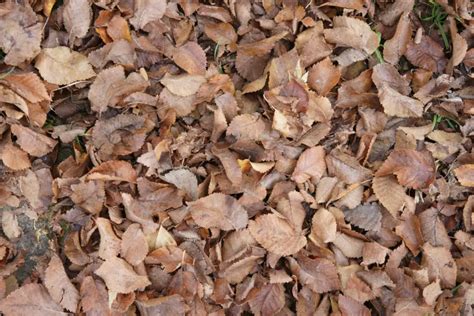 Brown Autumn Or Fall Leaves Texture