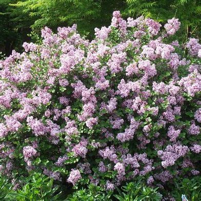 Dwarf Korean Lilac 'Palibin' - Syringa Meyeri