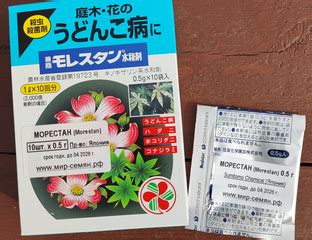 Морестан (Morestan)